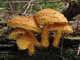 Pholiota flammans 