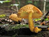 Pholiota flammans 