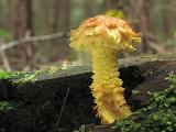 Pholiota flammans 