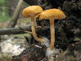 Gymnopilus penetrans