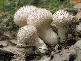 Lycoperdon perlatum