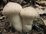 Lycoperdon perlatum 