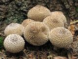 Lycoperdon perlatum