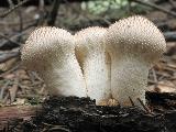 Lycoperdon perlatum 