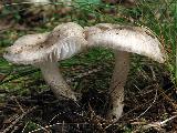 Hygrophorus pustulatus