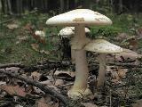 Amanita citrina 