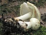 Amanita citrina 