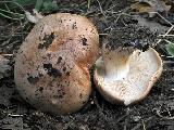 Tricholoma populinum 