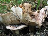 Tricholoma populinum 