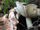 Tricholoma populinum 