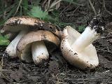 Tricholoma populinum