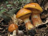 Suillus grevillei