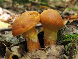 Suillus grevillei 