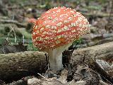 Amanita muscaria
