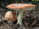 Amanita muscaria