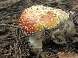 Amanita muscaria
