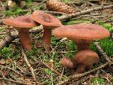 Lactarius rufus 