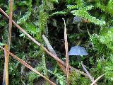 Mycena pseudocorticola 