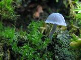 Mycena pseudocorticola 