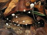 Mycena capillaris 