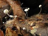 Mycena capillaris 