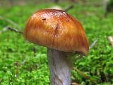 Cortinarius collinitus