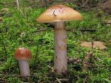 Cortinarius collinitus 