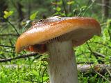 Cortinarius mucosus 