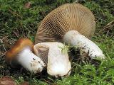 Cortinarius mucosus