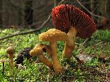 Cortinarius semisanguineus