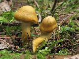 Cortinarius semisanguineus 