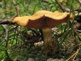 Cortinarius semisanguineus