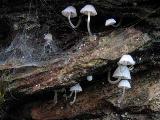 Mycena tenerrima