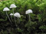 Mycena tenerrima 