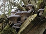 Pleurotus ostreatus