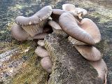 Pleurotus ostreatus