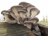 Pleurotus ostreatus 