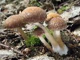 Psathyrella piluliformis