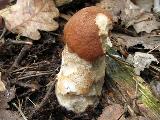 Leccinum aurantiacum