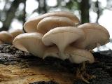 Pleurotus pulmonarius 