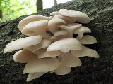 Pleurotus pulmonarius 