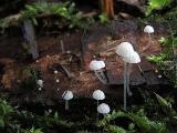 Mycena tenerrima 