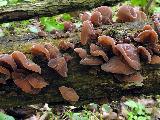 Auricularia auricula-judae