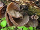 Auricularia auricula-judae