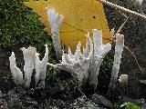 Xylaria hypoxylon 