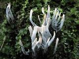 Xylaria hypoxylon 