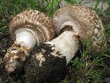 Agaricus subperonatus 