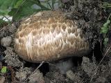 Agaricus subperonatus