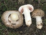 Agaricus subperonatus 