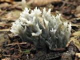 Clavulina coralloides